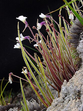 Pinguicula heterophylla: Pinguicula heterophylla in situ, Oaxaca, Mexico.