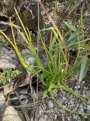 Pinguicula heterophylla (Pinguicula heterophylla)