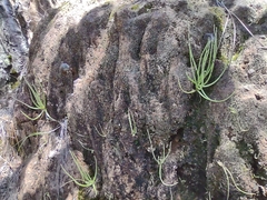 Pinguicula heterophylla (Pinguicula heterophylla)