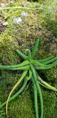 Pinguicula heterophylla (Pinguicula heterophylla)
