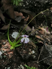 Pinguicula heterophylla (Pinguicula heterophylla)