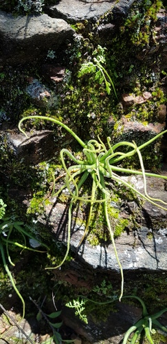 Pinguicula heterophylla (Pinguicula heterophylla)