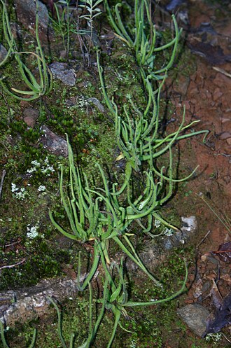 Pinguicula heterophylla: Pinguicula heterophylla in the wild