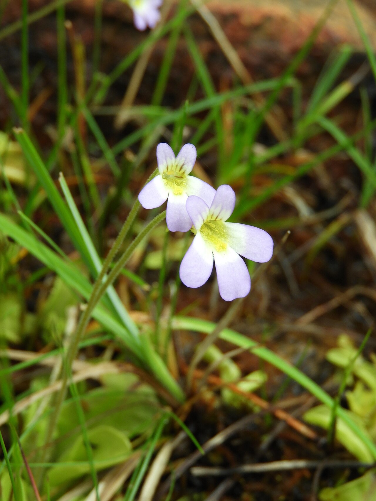 Pinguicula hirtiflora: Photo of Pinguicula hirtiflora uploaded from iNaturalist .