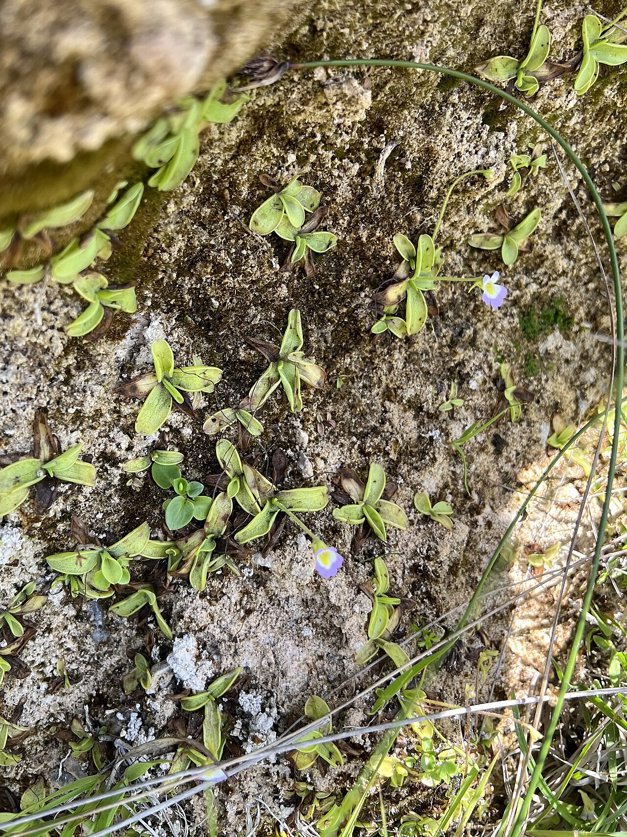 Pinguicula hirtiflora: Pinguicula hirtiflora in Montenegro.