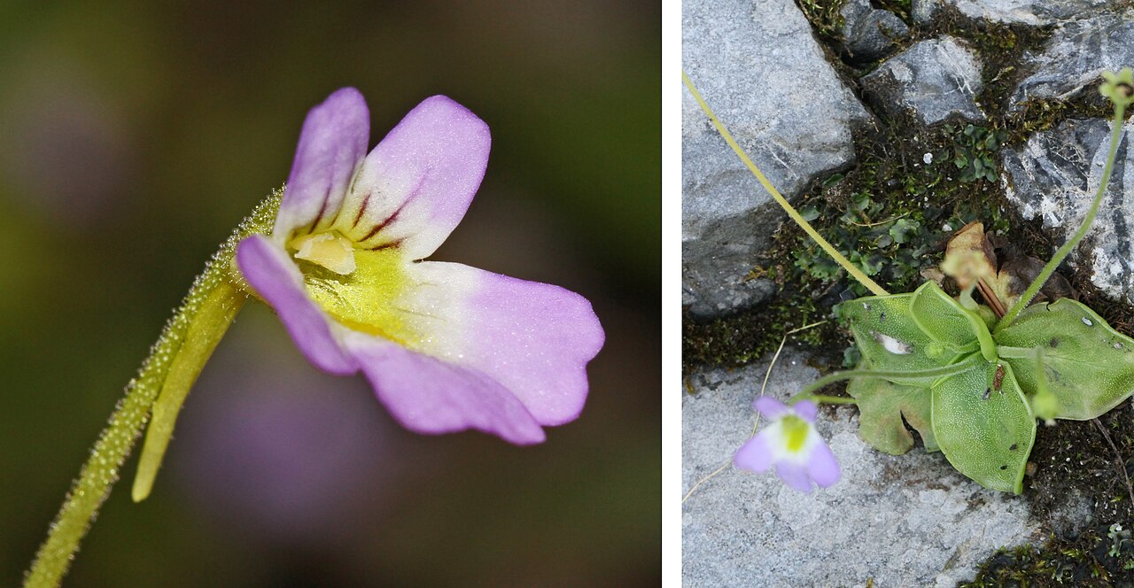Pinguicula hirtiflora: Pinguicula hirtiflora or Pinguicula crystallina subsp. hirtiflora