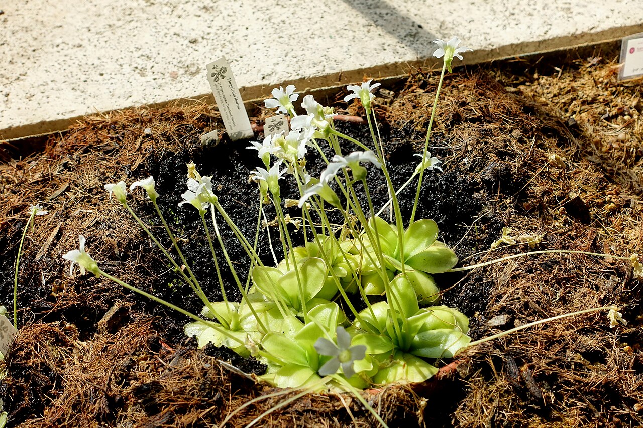 Pinguicula ibarrae: Botanical specimen in the Orto botanico - Rome, Italy.