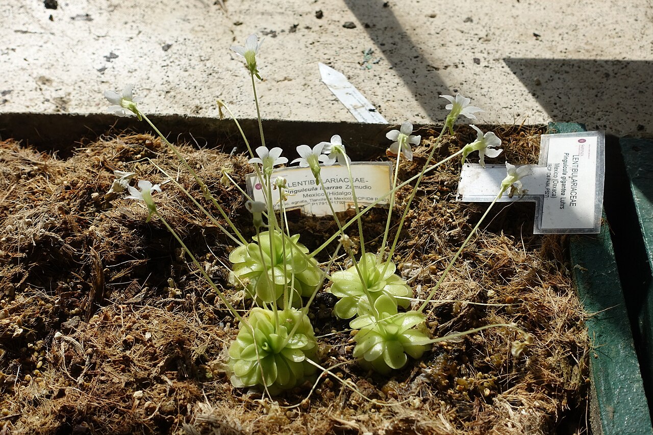 Pinguicula ibarrae: Botanical specimen in the Orto botanico - Rome, Italy.