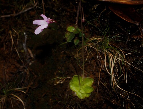 Pinguicula infundibuliformis (Pinguicula infundibuliformis)