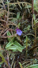 Pinguicula involuta (Pinguicula involuta)