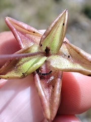 Pinguicula involuta (Pinguicula involuta)