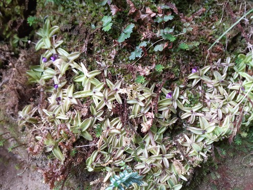 Pinguicula involuta (Pinguicula involuta)