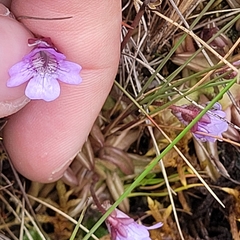 Pinguicula involuta (Pinguicula involuta)