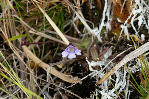 Pinguicula involuta (Pinguicula involuta)