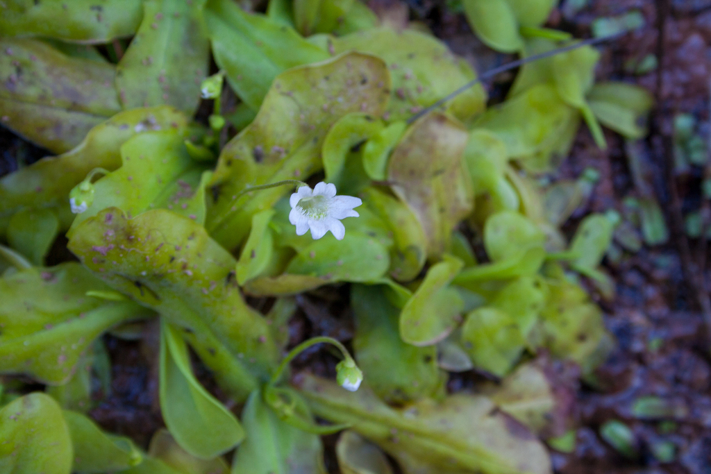 Pinguicula jarmilae (Pinguicula jarmilae)