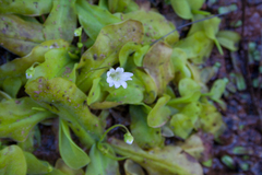 Pinguicula jarmilae (Pinguicula jarmilae)