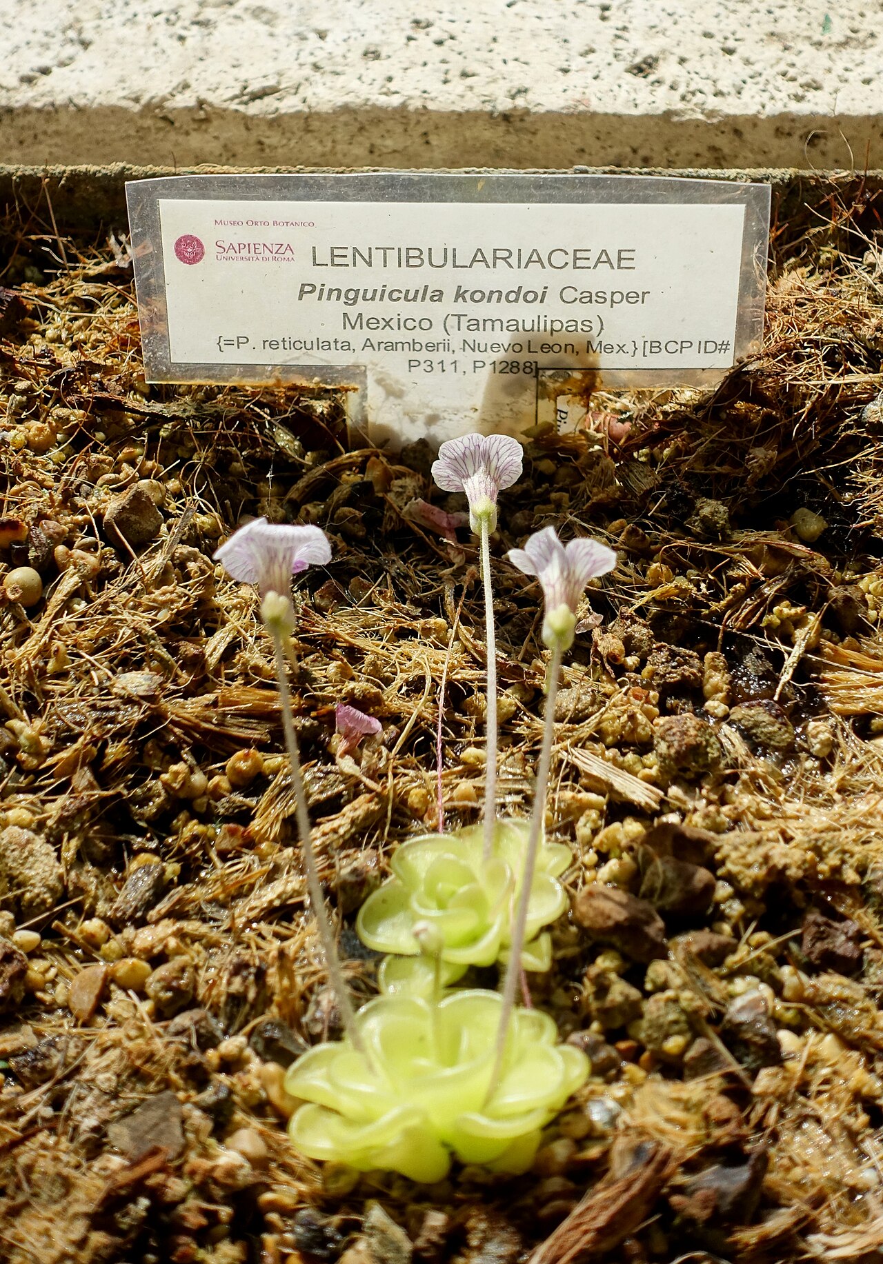Pinguicula kondoi: Botanical specimen in the Orto botanico - Rome, Italy.