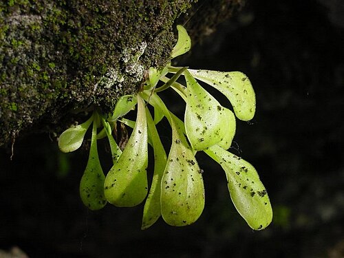 Pinguicula laxifolia (Pinguicula laxifolia)