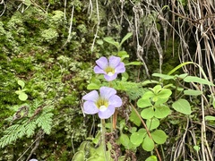 Pinguicula lilacina (Pinguicula lilacina)