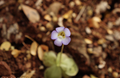 Pinguicula lilacina (Pinguicula lilacina)