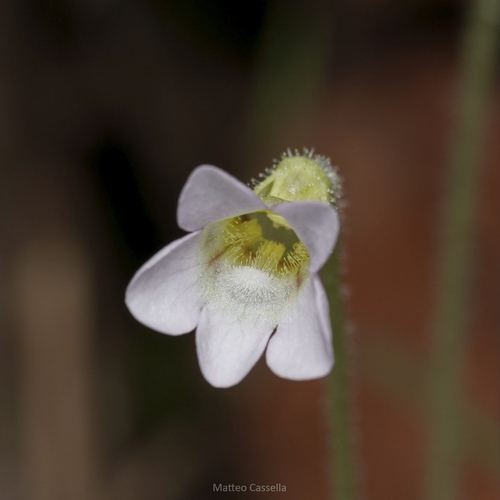 Pinguicula lilacina (Pinguicula lilacina)