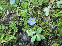 Pinguicula lilacina (Pinguicula lilacina)