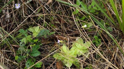 Pinguicula lilacina (Pinguicula lilacina)