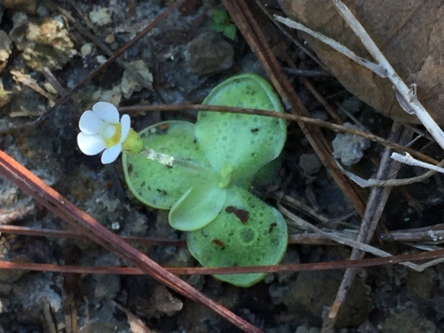 Pinguicula lilacina (Pinguicula lilacina)
