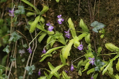 Pinguicula longifolia (Pinguicula longifolia)