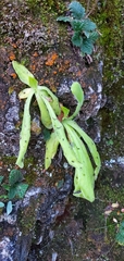 Pinguicula longifolia (Pinguicula longifolia)