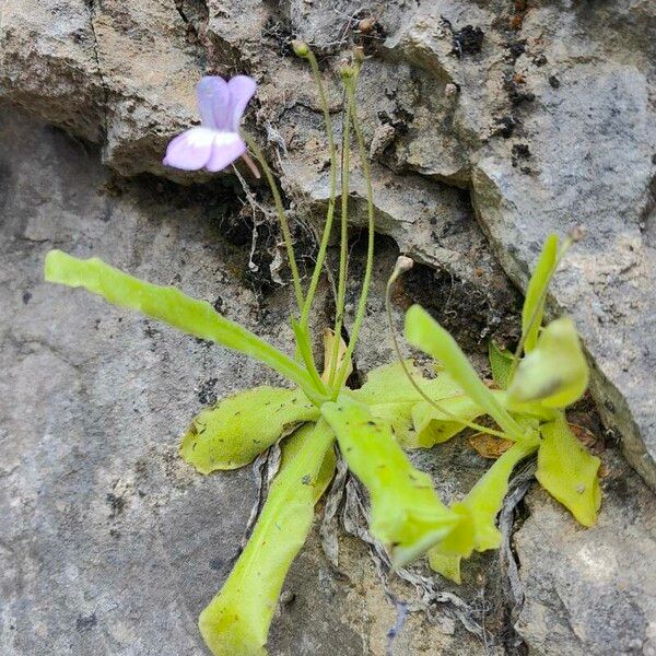 Pinguicula longifolia (Pinguicula longifolia)