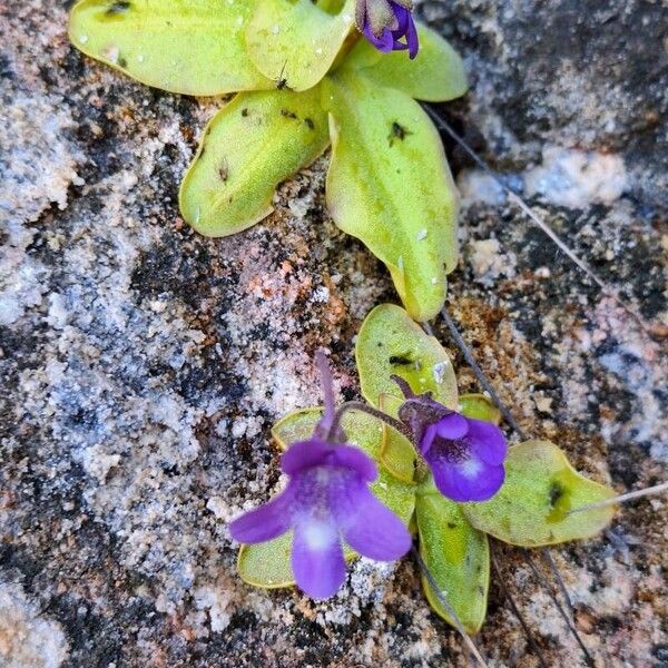 Pinguicula longifolia (Pinguicula longifolia)