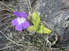 Pinguicula longifolia (Pinguicula longifolia)