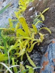 Pinguicula longifolia (Pinguicula longifolia)