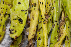 Pinguicula longifolia (Pinguicula longifolia)