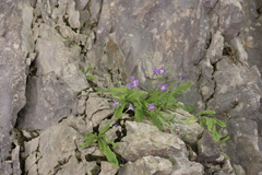 Pinguicula longifolia (Pinguicula longifolia)