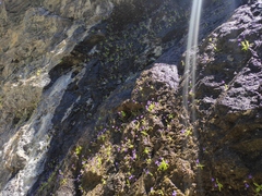 Pinguicula longifolia (Pinguicula longifolia)