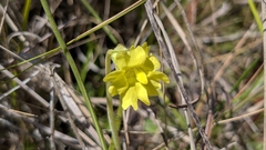 Yellow butterwort (Pinguicula lutea)