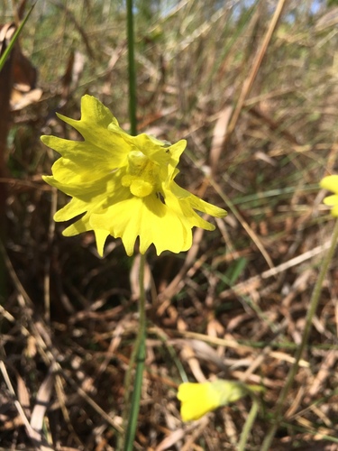 Yellow butterwort (Pinguicula lutea)