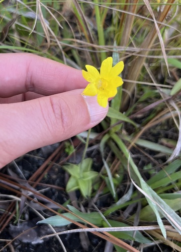 Yellow butterwort (Pinguicula lutea)