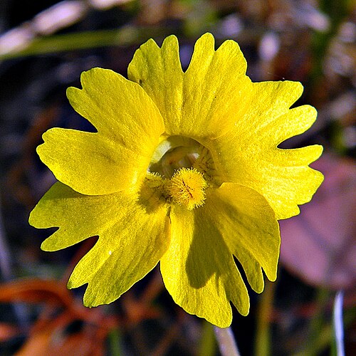 Yellow butterwort: Yellow Butterwort (Pinguicula lutea) is Blue Butterwort's cousin and they are both blooming now in the flatwoods here. This one lives at Jonathan Dickinson Stat