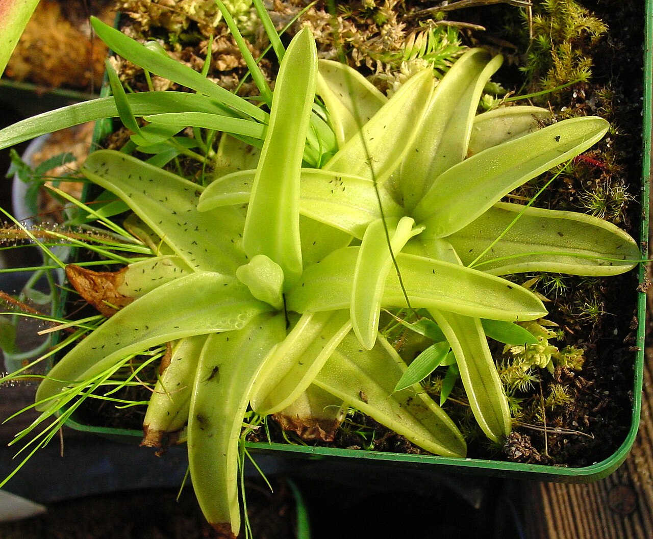 Yellow butterwort: Description: Pinguicula lutea Photo taken by: Noah Elhardt