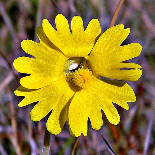 Yellow butterwort: A yellow butterwort blooming in the flatwoods at Jonathan Dickinson State Park. These far outnumbered their beautiful blue butterwort cousins! I was really luck