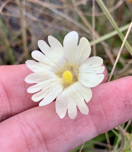 Yellow butterwort (Pinguicula lutea)