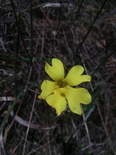 Yellow butterwort (Pinguicula lutea)