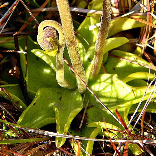 Yellow butterwort: The Pinguicula lutea plant showing two flower stems and an emerging bud. The tiny insects stuck to the leaves are slowly digested to supplement the plant's nutr