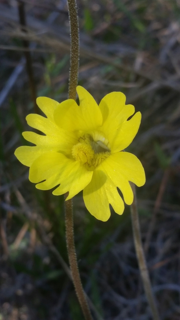Yellow butterwort (Pinguicula lutea)