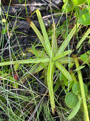 Yellow butterwort (Pinguicula lutea)