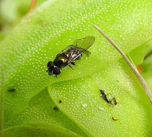 California butterwort: Description: Pinguicula macroceras ssp. notensis with prey (in wild). Picture by: Noah Elhardt