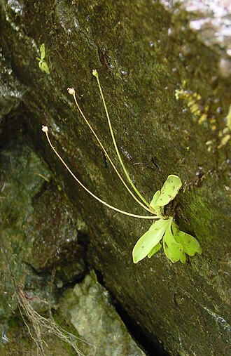 California butterwort: Description: Pinguicula macroceras ssp. nortensis in Hiouchi, California, USA Photograph by: Noah Elhardt
